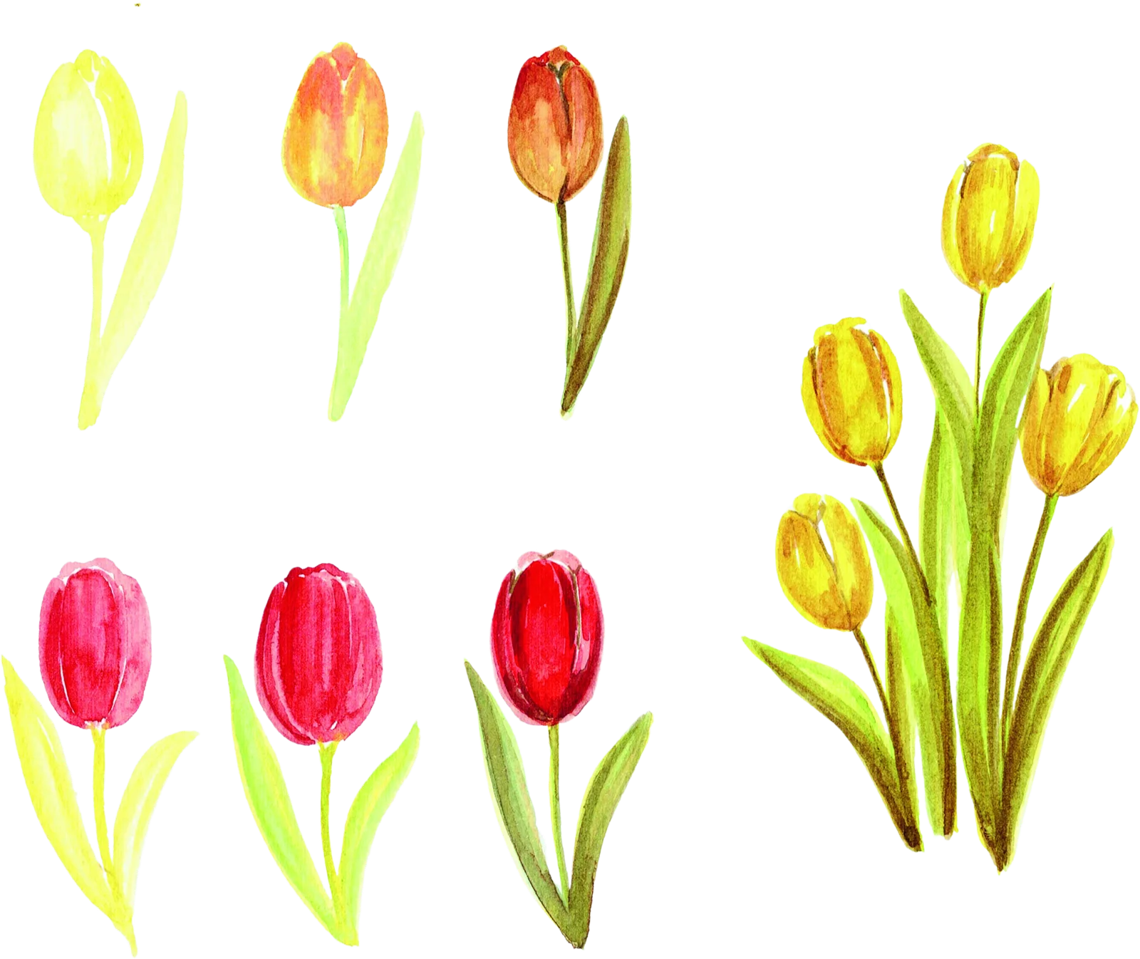 Passo a passo da tulipa em aquarela: seis estágios até o buquê final