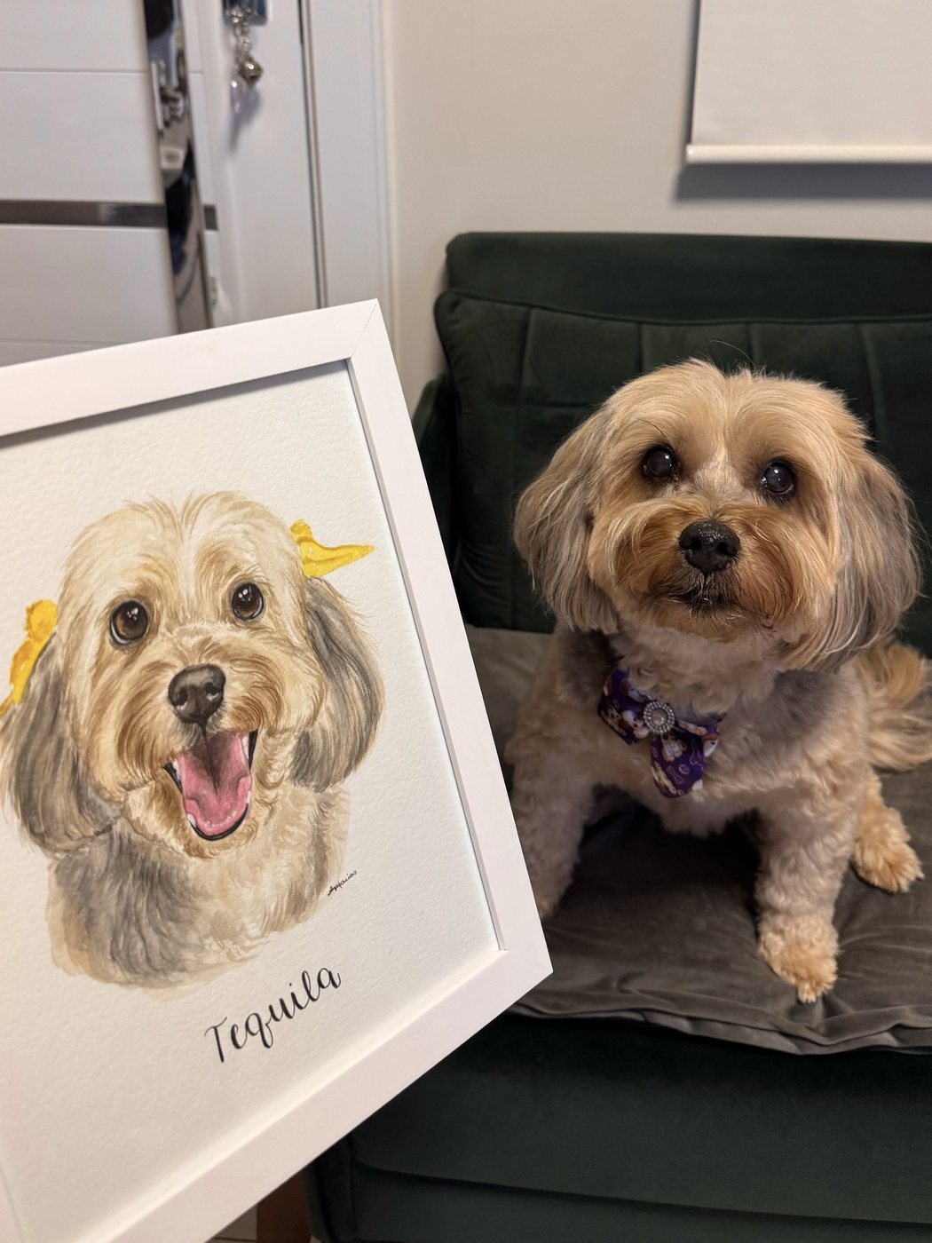 Tequila sentada no sofá ao lado da aquarela dela, emoldurada em branco
